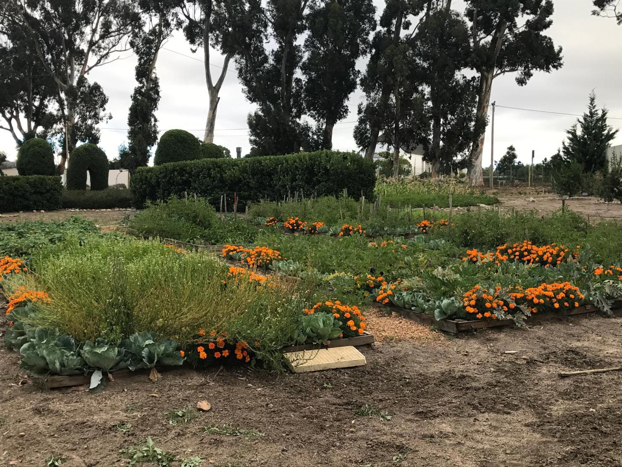 In The Vine Country Manor Guesthouse ستيلينبوش المظهر الخارجي الصورة